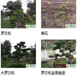 九宮格專(zhuān)注中小企業(yè)網(wǎng)絡(luò)營(yíng)銷(xiāo)，助力溫江蜀綠苗木園藝場(chǎng)互聯(lián)網(wǎng)轉(zhuǎn)型