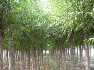 靈川林木種植 口碑沉淀，綠富雙贏的林木產業典范