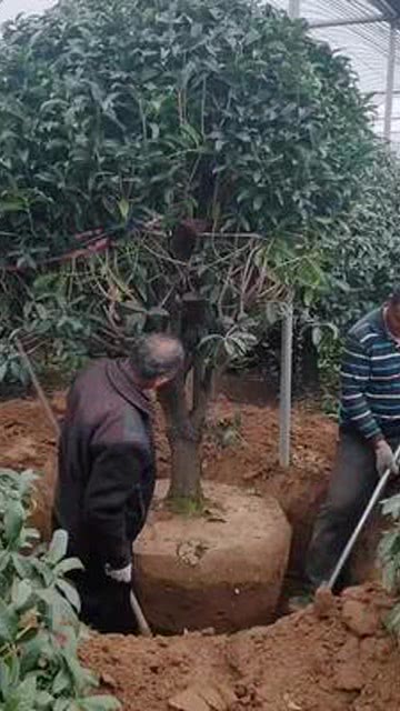 桂香滿(mǎn)庭，一樹(shù)繁花一世香——庭院別墅桂花樹(shù)銷(xiāo)售正迎旺季