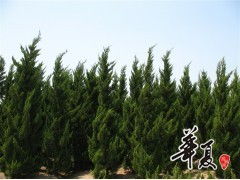 天長(zhǎng)市榮沁苗木種植專(zhuān)業(yè)合作社 龍柏H300-450 & P200-300規(guī)格苗木大量供應(yīng)，誠(chéng)邀合作